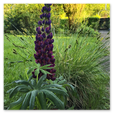 Bild einer Lupine